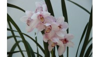 Orchidee