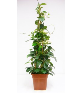 Stephanotis