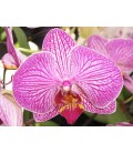 Phalaenopsis 1 stelo