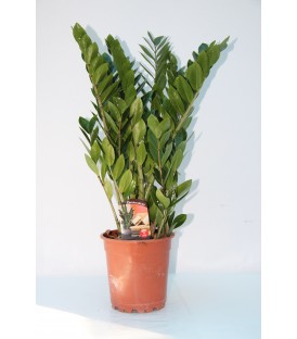 Zamioculcas