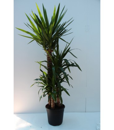 Yucca T. 90/60/30