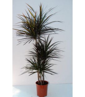 Dracaena magenta T. 60 cm