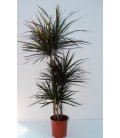 Dracaena magenta T. 60 cm