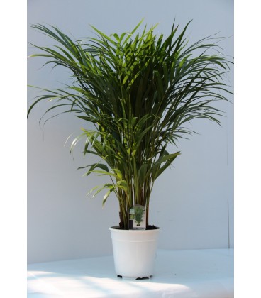 Areca v.19 cm