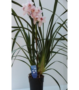 Cymbidium