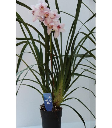 Cymbidium