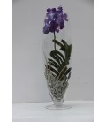 Orchidea Vanda