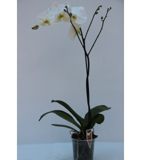 Phalaenopsis 2 steli v.15 cm
