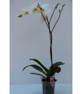Phalaenopsis 1 stelo