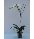 Phalaenopsis 1 stelo