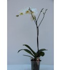 Phalaenopsis 1 stelo