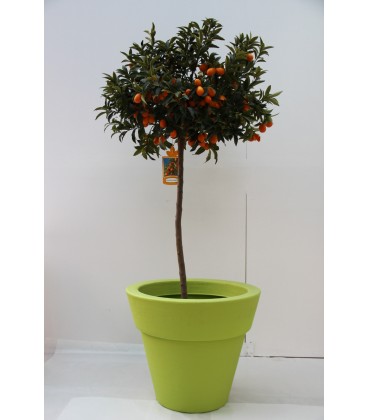 Kumquat