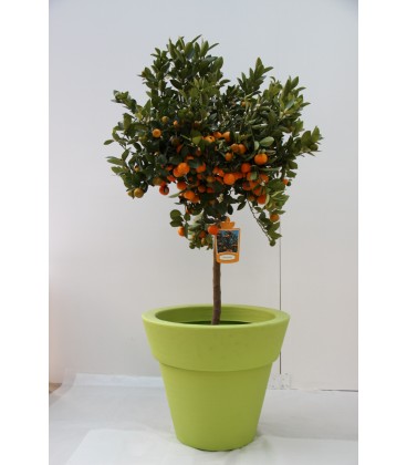 Calamondino