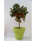 Calamondino