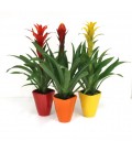 Bromelia in vaso ceramica