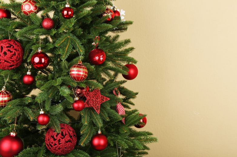 Abete Normandiana: l’albero di Natale