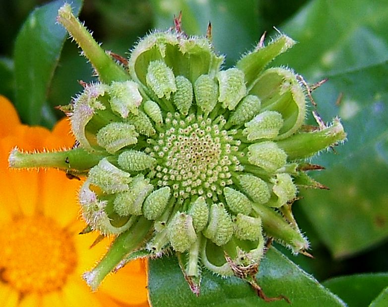 Uso fitoterapico della Calendula Officinalis