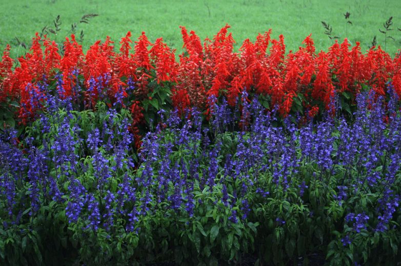 SALVIA: LA REGINA DELLA CUCINA