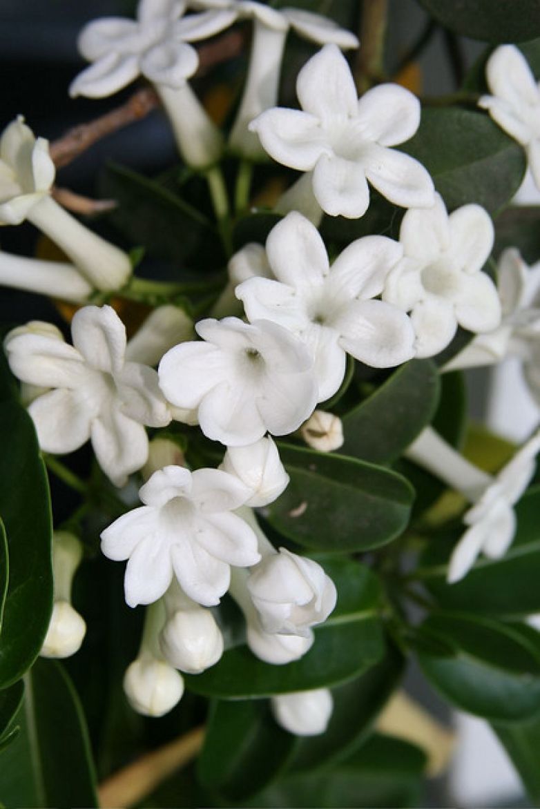 Stephanotis: il Gelsomino del Madagascar