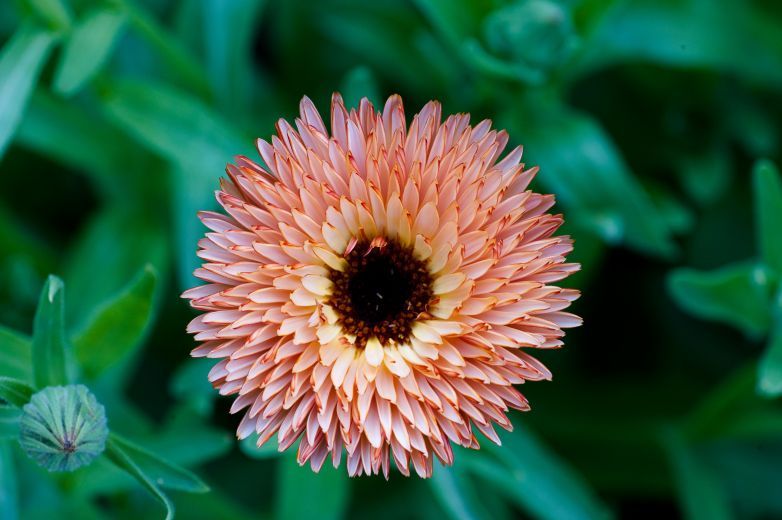 Calendula o fiorrancio? Due nomi, tantissime specie.