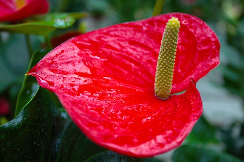 Fiore d’Anthurium, simbolo d’amore e amicizia