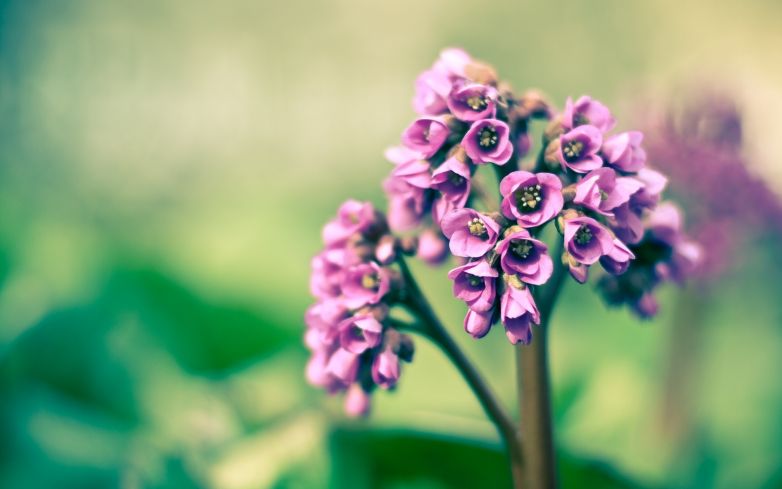 Giardinaggio a Marzo: si avvicina la Primavera!