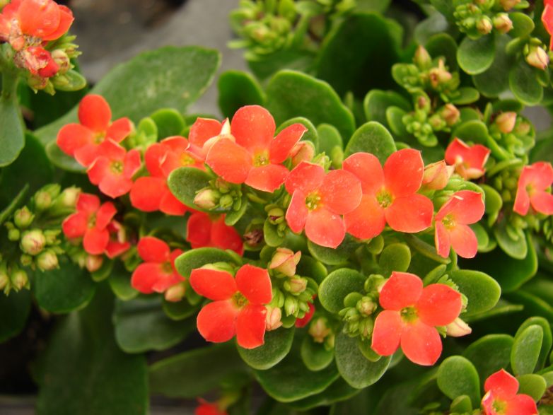 Kalanchoe Calandiva: succulenta bellezza