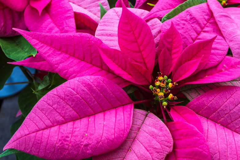 Princettia: la stella di Natale color fuchsia