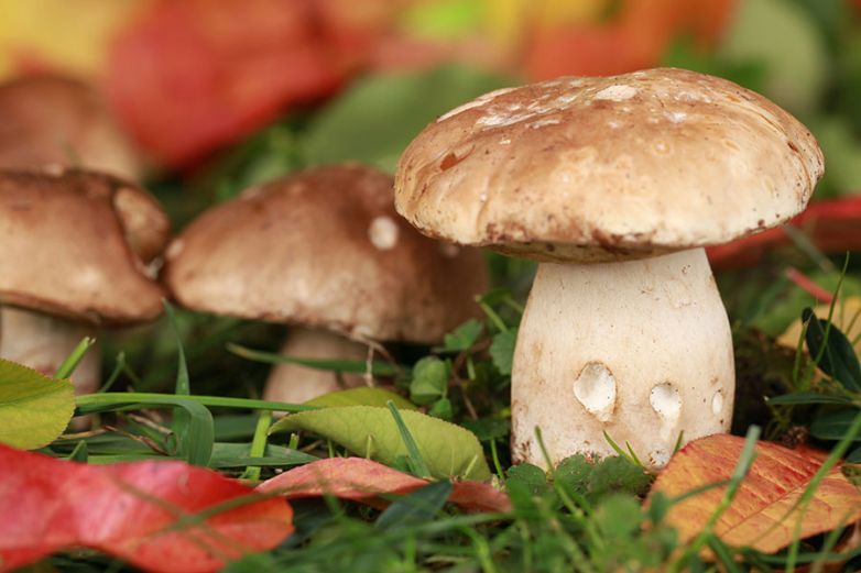 Funghi: sapore d’autunno