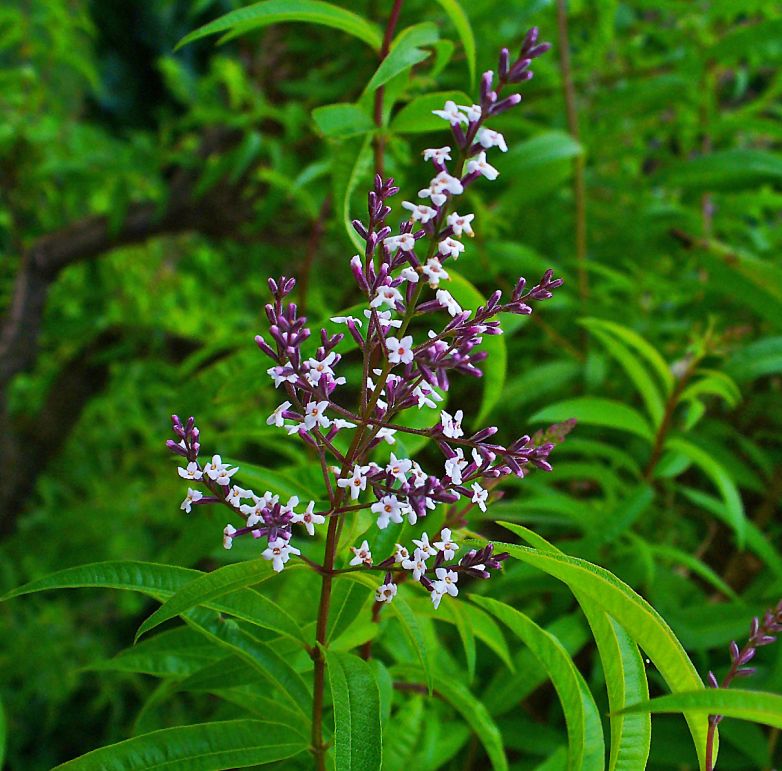 Citronella e Aloysia citrodora: usi e coltivazione