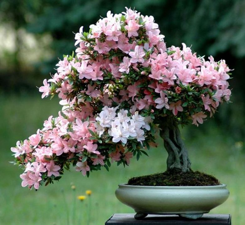 Azalea: piccola, ma dall’animo regale