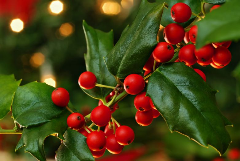 Pungitopo, agrifoglio e vischio: tre piante per un Natale fortunato!