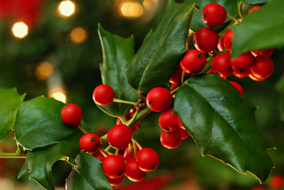 Vischio Natale.Pungitopo Agrifoglio E Vischio Tre Piante Per Un Natale Fortunato