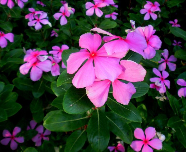 Vinca Rosea: piccola ma resistente