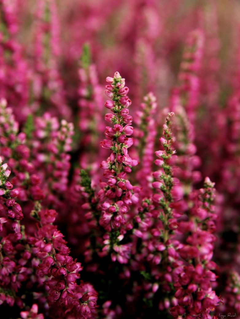 Calluna vulgaris: origini e cure