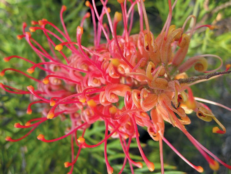 La Grevillea e le sue Scintille di Colore