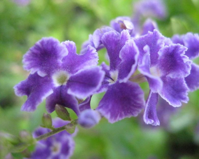 Duranta Repens: un piccolo tocco di colore per il tuo angolo verde