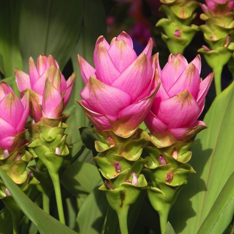 Curcuma: molto più di una spezia