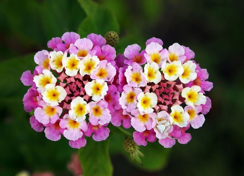 Lantana: un’eleganza ricca di colore