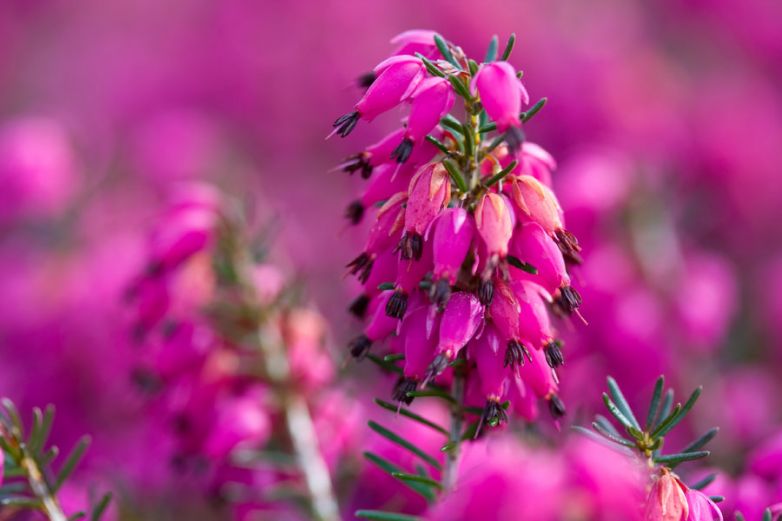 Bianco, rosa, rosso e porpora: tutti i colori di un nome, Erica!