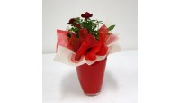 san valentino