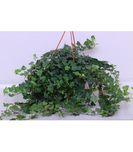 Hedera Bk 19 cm