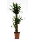 Yucca T.90 cm