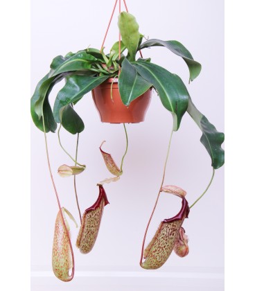 Nepenthes Bk 21 cm