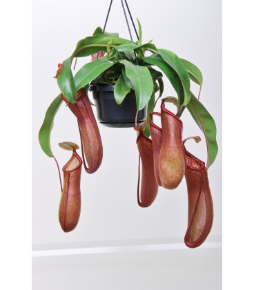 Nepenthes Bk 14 cm