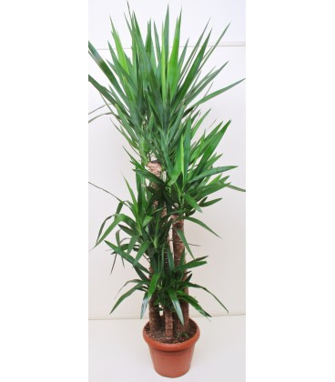 Yucca T.150 cm