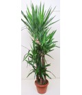 Yucca T.150 cm