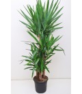 Yucca T.120 cm