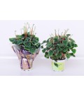 Peperomia V.12