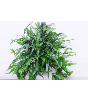Microsorum Bk 20 cm